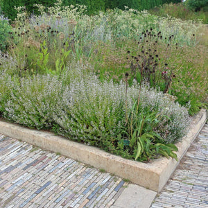 Calamintha nepeta subsp. nepeta