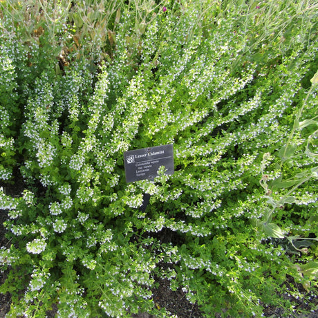 Rounded Calamintha nepeta subsp. nepeta mound covered in tiny pale flowers.