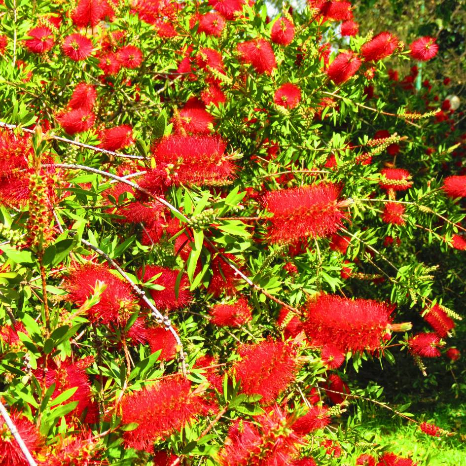 Callistemon citrinus ‘Splendens’