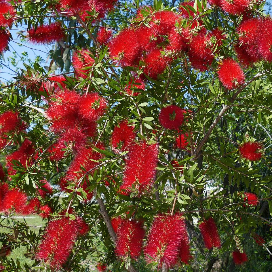 Callistemon citrinus ‘Splendens’