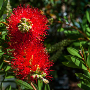 Callistemon citrinus ‘Splendens’
