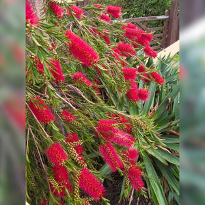 Callistemon rigidus
