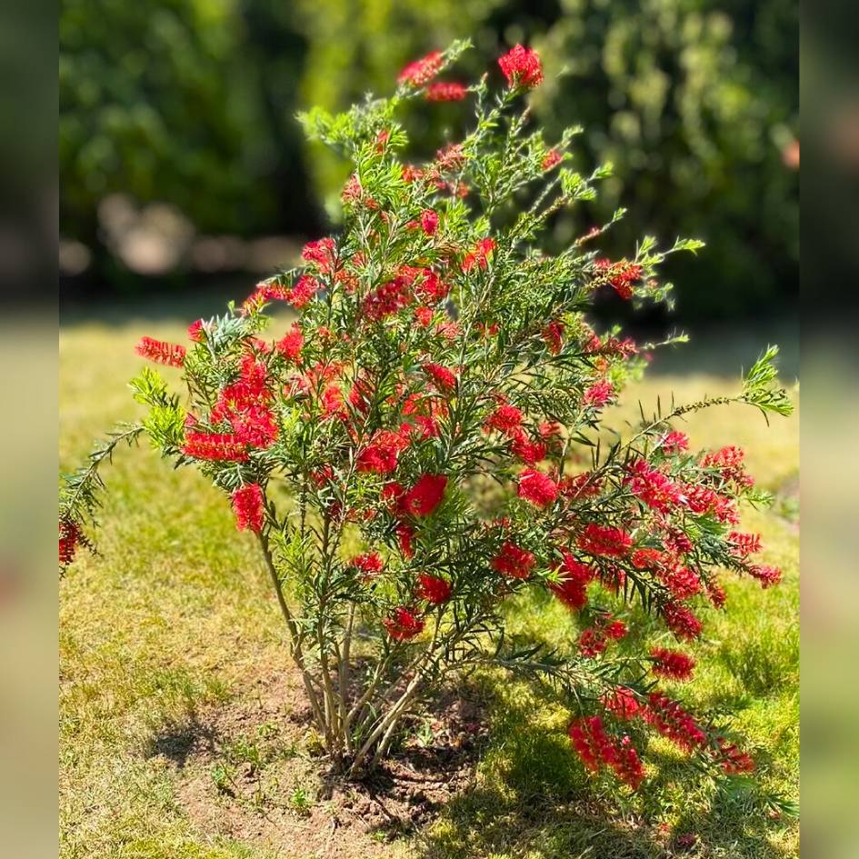Callistemon rigidus