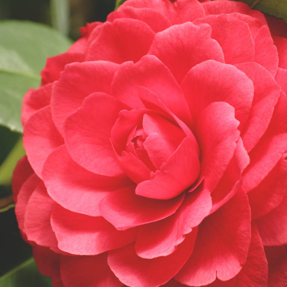 Close-up of a coral-red double Camellia japonica ‘Black Lace’ flower.