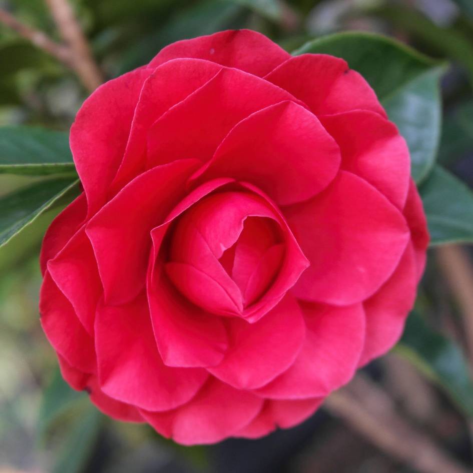 Deep crimson, densely double Camellia japonica ‘Black Lace’ flower among glossy leaves.