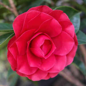 Deep crimson, densely double Camellia japonica ‘Black Lace’ flower among glossy leaves.