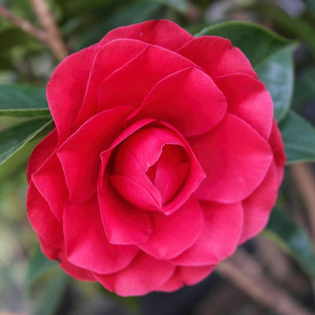 Deep crimson, densely double Camellia japonica ‘Black Lace’ flower among glossy leaves.