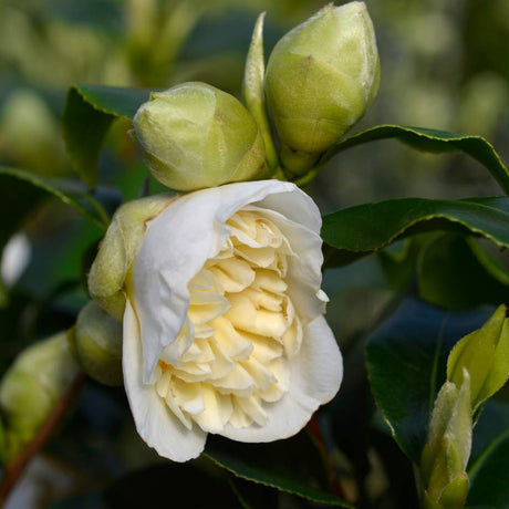 Partly opened creamy white Camellia japonica ‘Brushfield’s Yellow’ flower among plump buds.