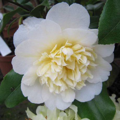 Creamy white double Camellia japonica ‘Brushfield’s Yellow’ flower with a pale yellow centre.
