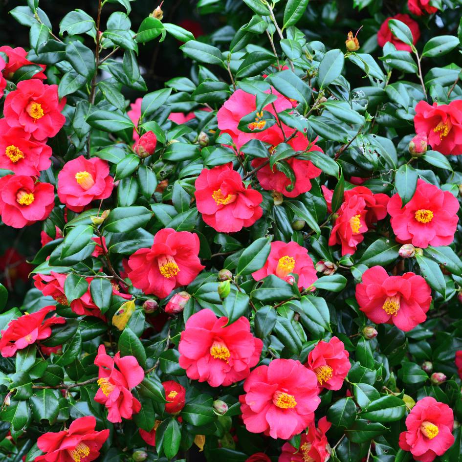 Camellia japonica ‘Doctor King’