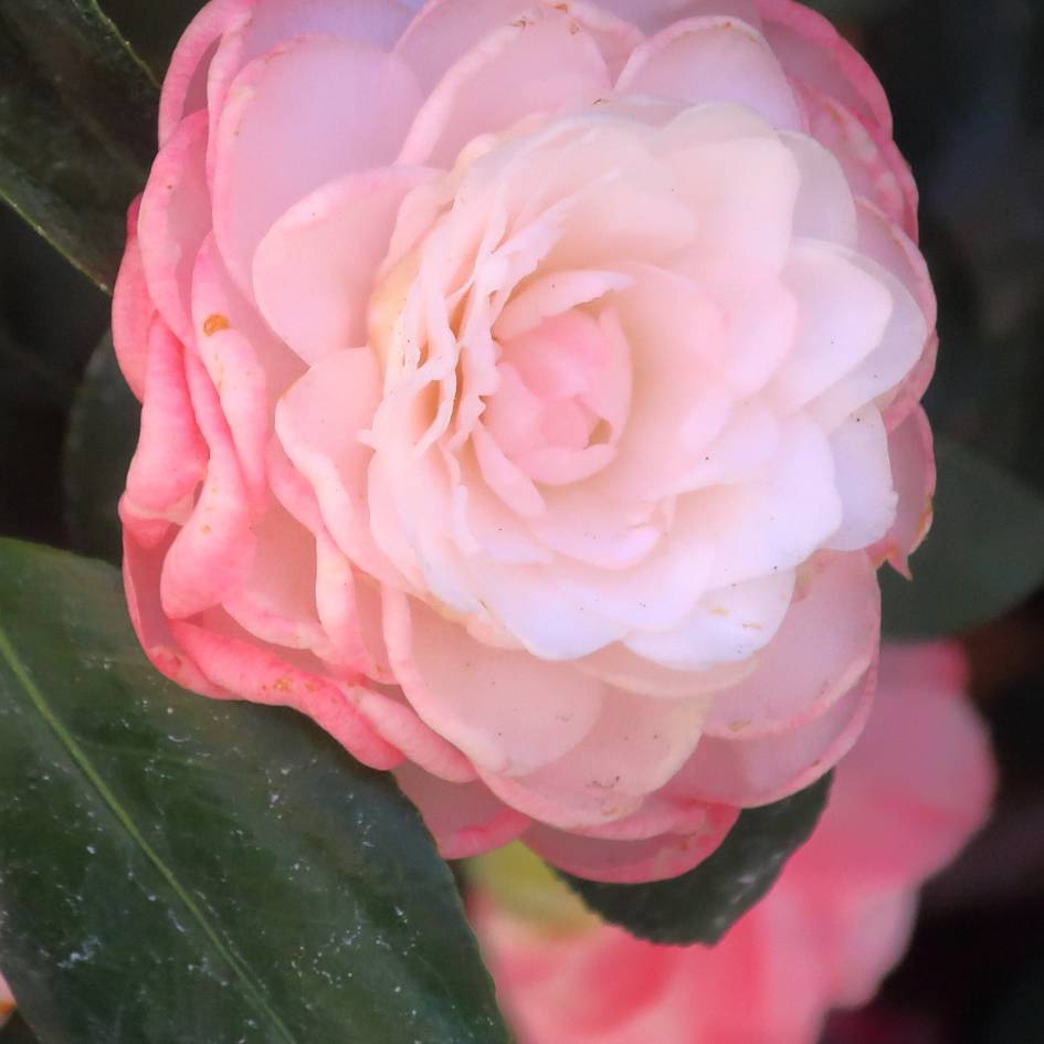 Pale blush-pink double Camellia japonica ‘Nuccio’s Pearl’ flower among glossy leaves.
