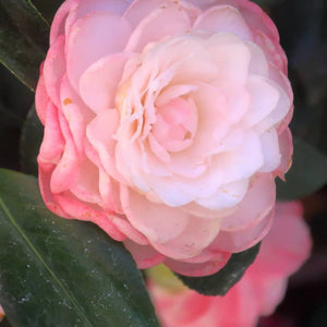 Pale blush-pink double Camellia japonica ‘Nuccio’s Pearl’ flower among glossy leaves.