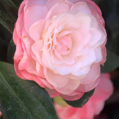 Pale blush-pink double Camellia japonica ‘Nuccio’s Pearl’ flower among glossy leaves.