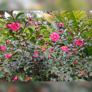 Bushy Camellia ‘Kanjiro’ covered with bright pink flowers and glossy foliage.