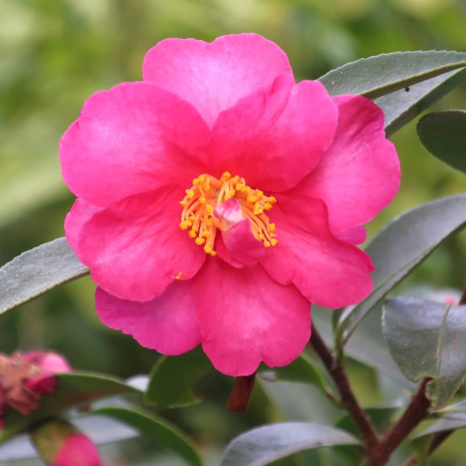 Single rich pink Camellia ‘Kanjiro’ flower with golden stamens among glossy dark leaves.