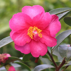 Single rich pink Camellia ‘Kanjiro’ flower with golden stamens among glossy dark leaves.