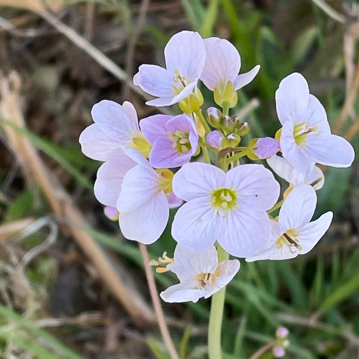 Cardamine pratensis