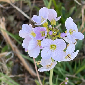 Cardamine pratensis