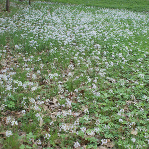 Cardamine pratensis