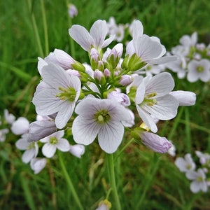 Cardamine pratensis