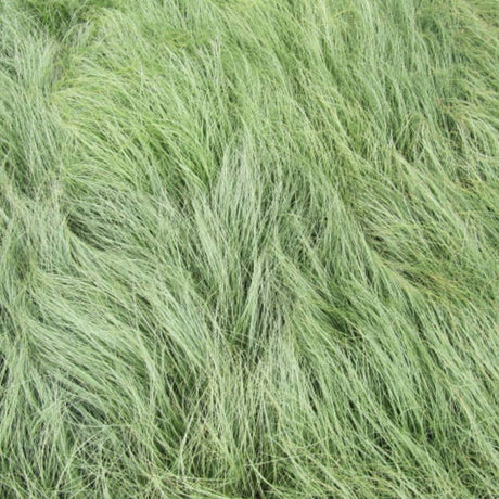 Close-up of fine, curling silver-green Carex comans ‘Frosted Curls’ leaves.