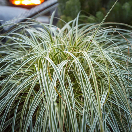 Overhead view of cascading green-and-cream Carex ‘Feather Falls’ leaves.