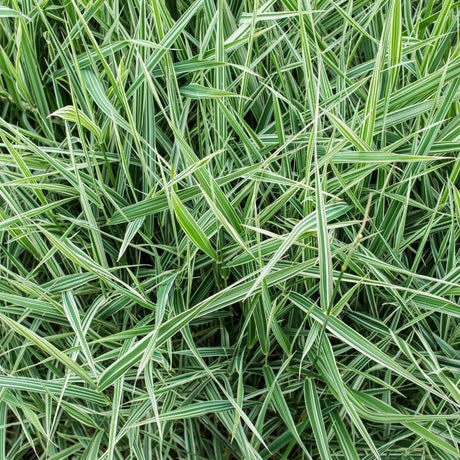 Close-up of narrow cream-striped foliage on Carex morrowii ‘Ice Dance’.