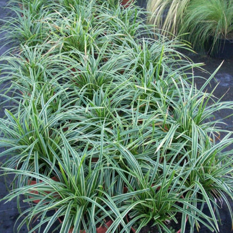 Carex morrowii ‘Ice Dance’ showing dense arching green leaves edged in creamy white.