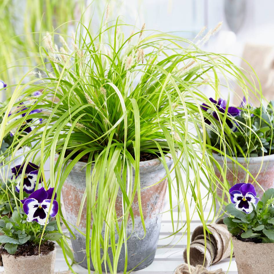Carex oshimensis ‘Everillo’