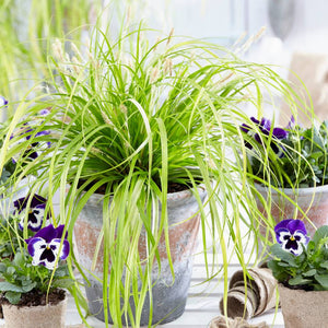 Carex oshimensis ‘Everillo’