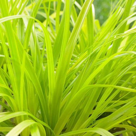 Close-up of vivid lime-yellow leaves on Carex oshimensis ‘Everillo’.