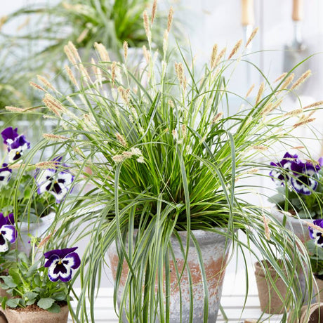 Potted Carex oshimensis ‘Everlime’ with arching lime-striped foliage displayed among flowering plants.