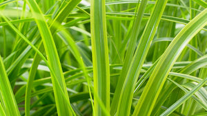 Evergreen Grasses