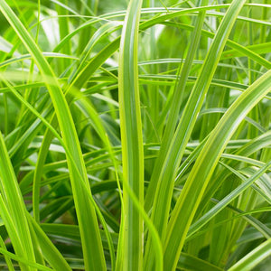 Carex oshimensis ‘Everlime’
