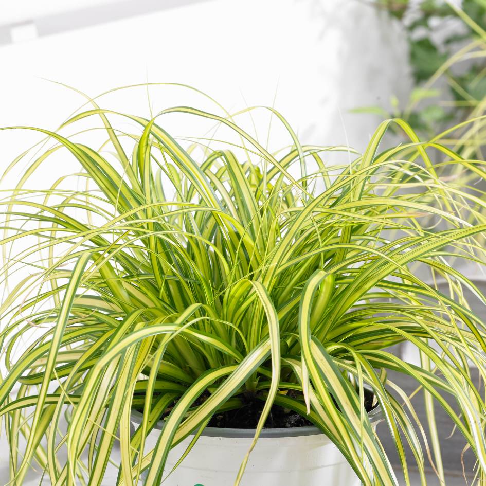 Carex oshimensis ‘Eversheen’