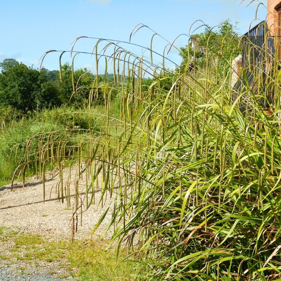 Carex pendula