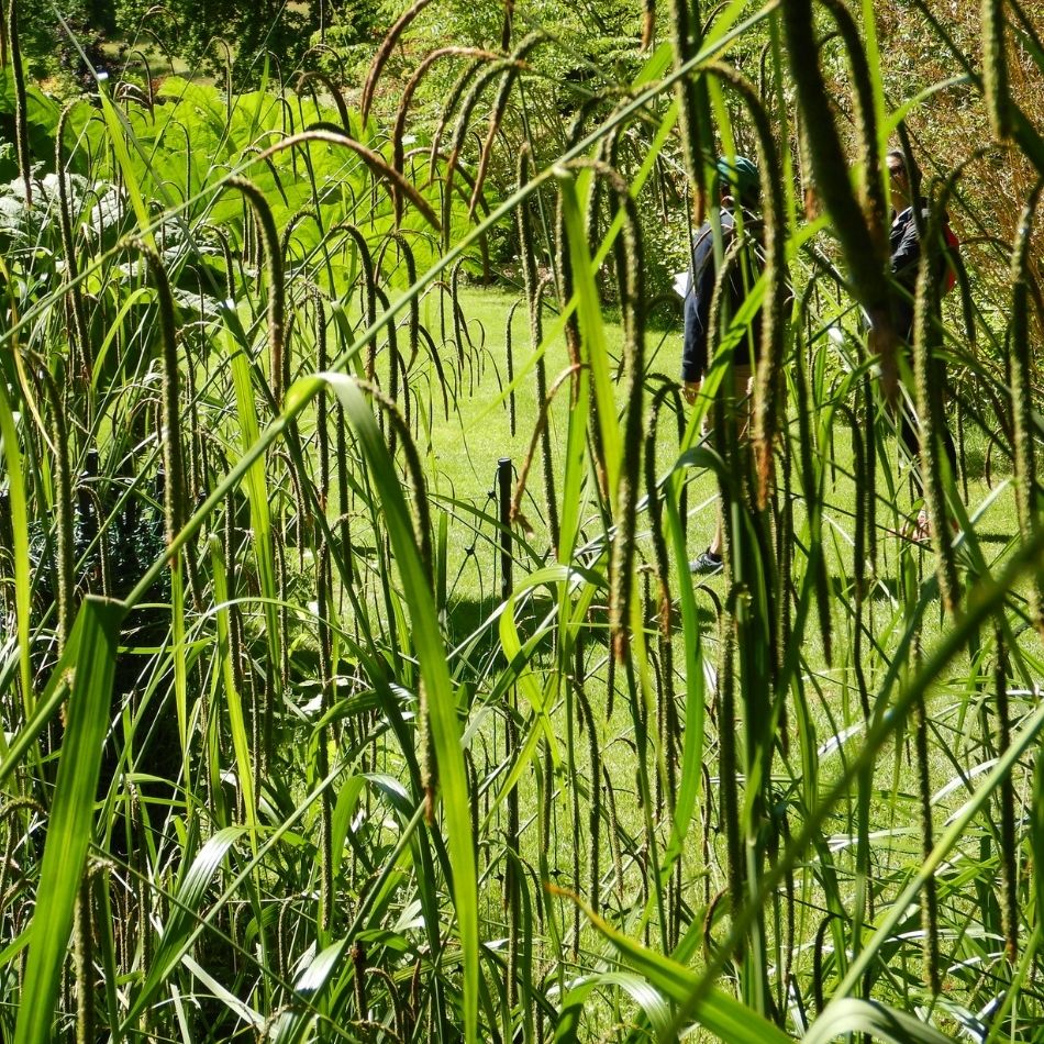 Carex pendula