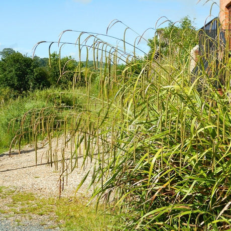 Carex pendula with long arching leaves and drooping flower stems growing in a nursery bed.