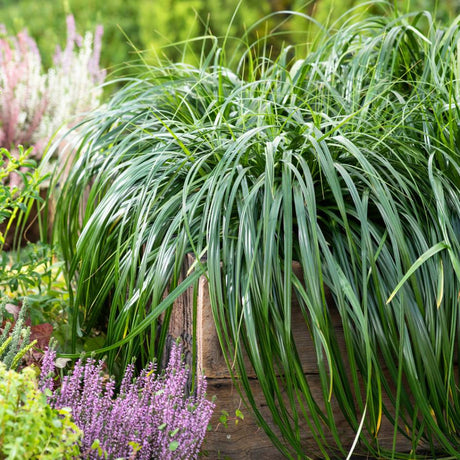 Mature mound of dark green Carex ‘Ribbon Falls’ arching over a mixed border.
