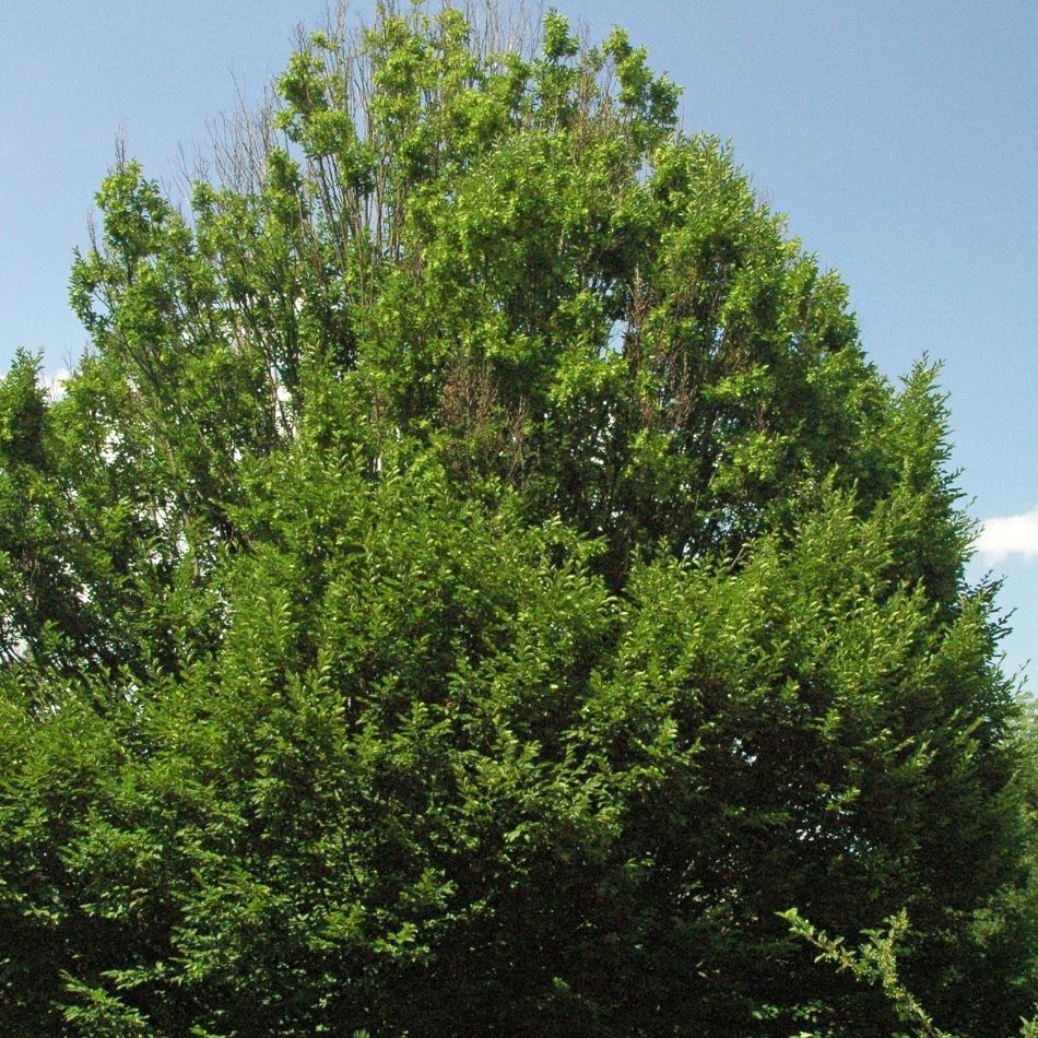 Carpinus betulus ‘Fastigiata’