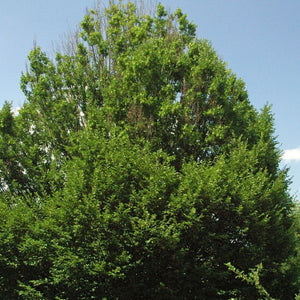 Carpinus betulus ‘Fastigiata’