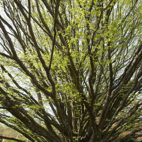 Looking upward through the dense upright branch framework of Carpinus betulus ‘Fastigiata’ in spring.