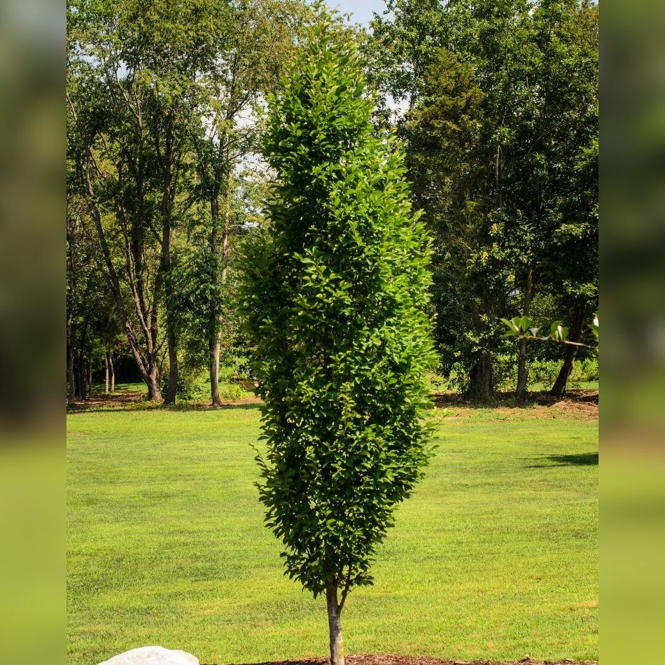 Carpinus betulus ‘Fastigiata’