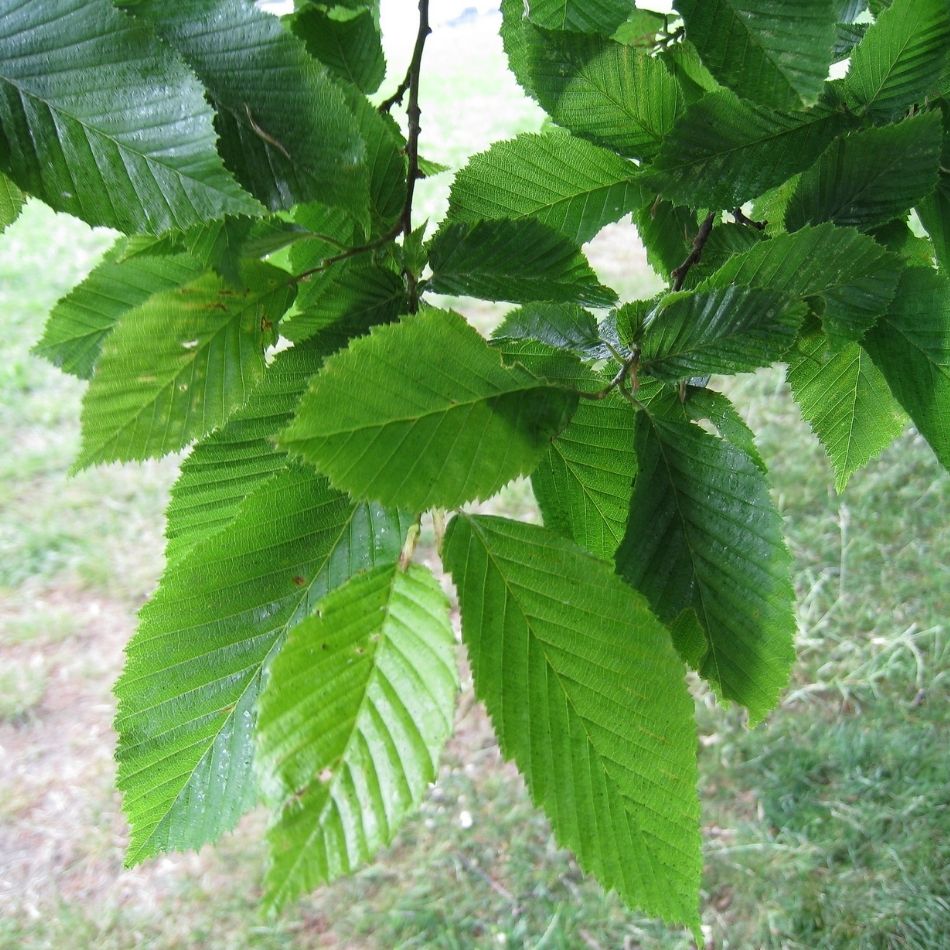 Carpinus betulus ‘Fastigiata’
