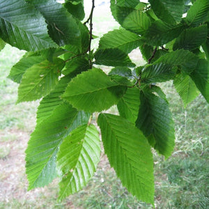 Carpinus betulus ‘Fastigiata’