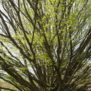 Carpinus betulus ‘Fastigiata’