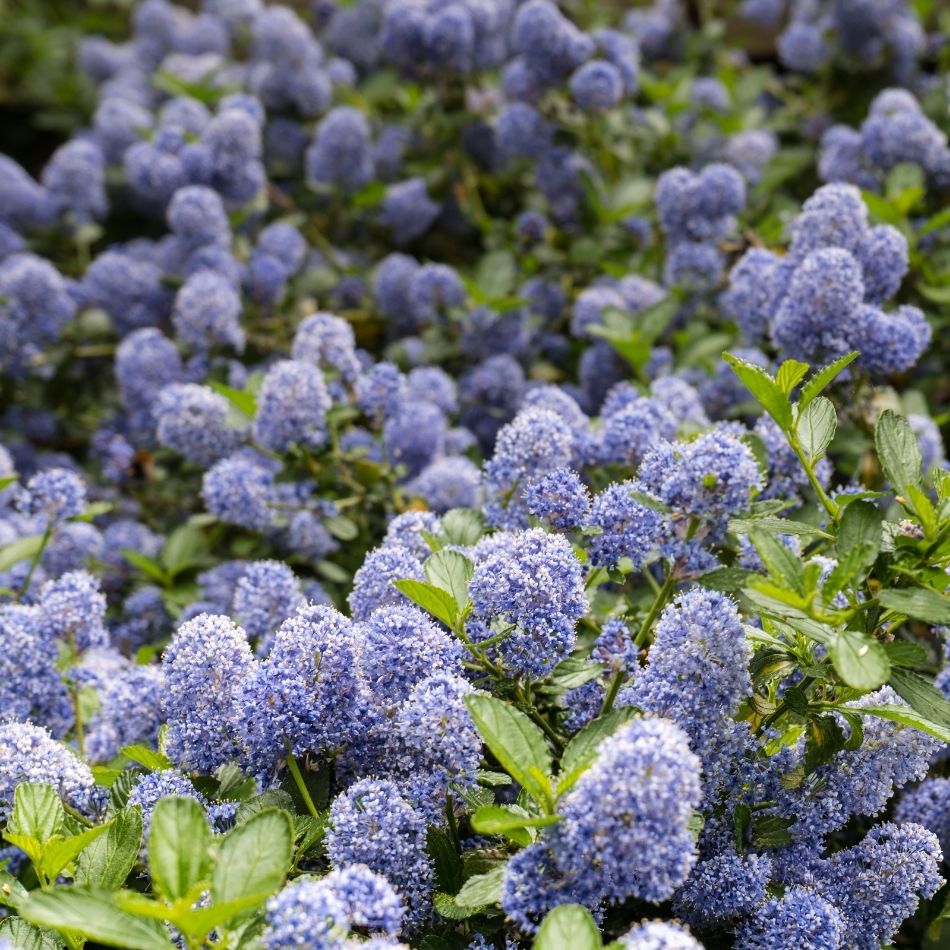 Dense mass of powder-blue flowers on Ceanothus ‘Autumnal Blue’ above glossy green leaves.