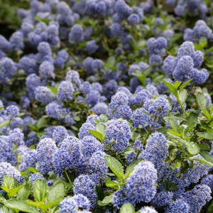Dense mass of powder-blue flowers on Ceanothus ‘Autumnal Blue’ above glossy green leaves.