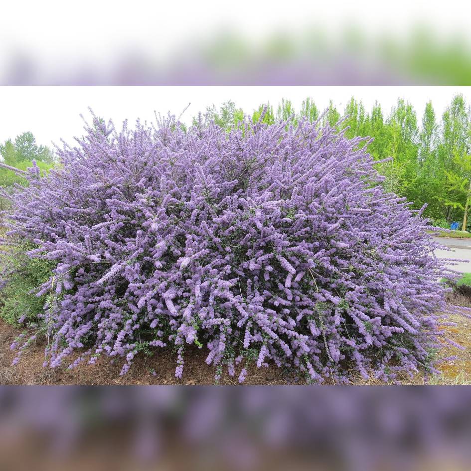 Broad rounded Ceanothus ‘Blue Jeans’ shrub covered with lilac-blue flowers.