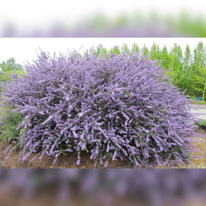 Broad rounded Ceanothus ‘Blue Jeans’ shrub covered with lilac-blue flowers.